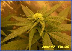 flo 25.4