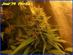 flo52.4