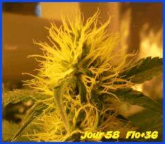 flo36.4