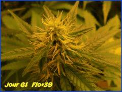 flo 39.2