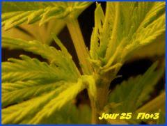 flo 3.1