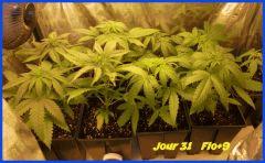 flo 9.3