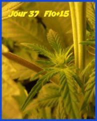 flo + 15.2