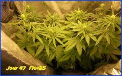 flo 25.2