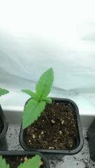 white widows rqs