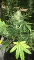 White widow
