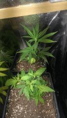 amnesia + Power plant + 2