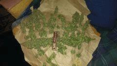 california dream 3 herma fin de flo
