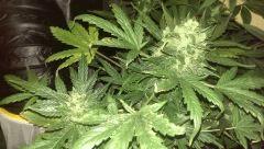 fausse fem vrai auto white widow RQS