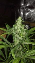 big bud +42