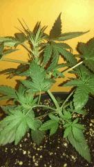 White Widow  +21