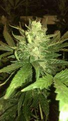 white widow ... flo + ???? rqs