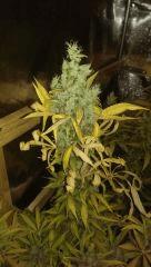 +64 big bud