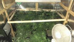 pseudo scrog sur 50% de la box