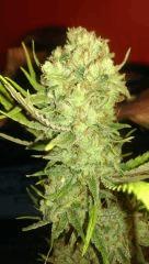 amnesia