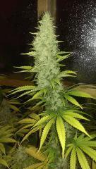 california dream +50