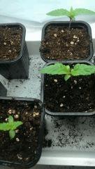 bigbud sensiseed