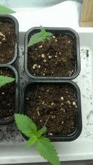 pur powerplant sensiseed