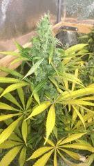 big bud +50