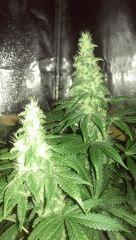 california dream + 42