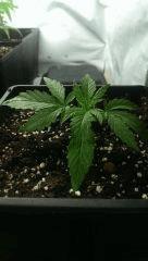 toulouse 1