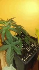 Big Bud +21