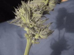 P1110077