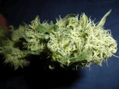 P1110075