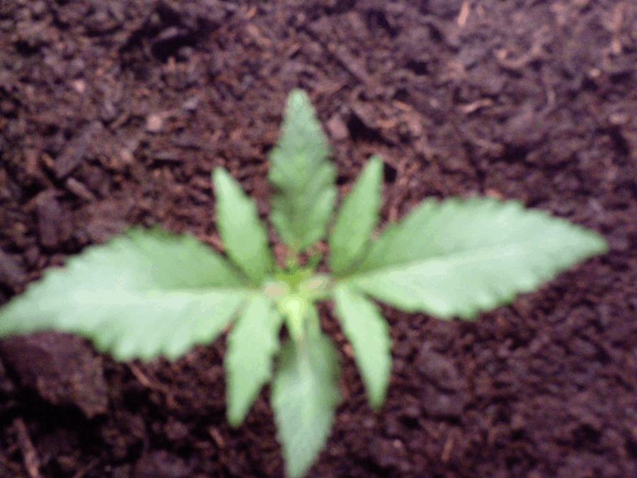 Rebecca 2 (Bubble Kush auto)