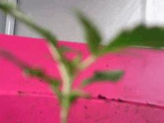 PTDC0079
