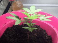 Rebecca 2   30 jours 1'