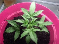 Rebecca 3   30 jours 3'