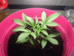 Rebecca 2   30 jours 2'