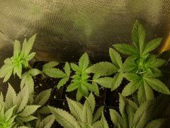 Super Sour'Kush