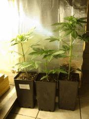 les SuperSourKush