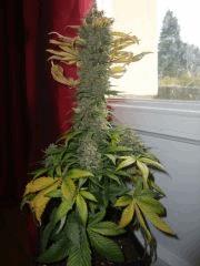 Durganchitral, phéno indi', flo+88