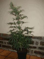 Durganchitral f2