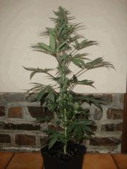 Durganchitral f2