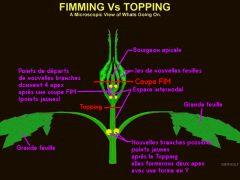 FIM Vs supercropping