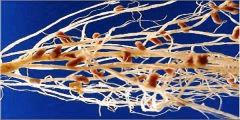 rhizobium nodules