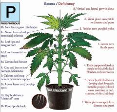 Cannabis carence excès  Phosphore / P