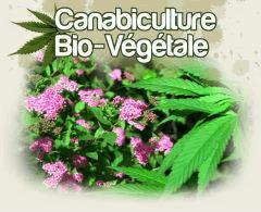 culture végétalienne / vegan