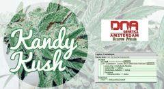 étiquette kandy kush  2