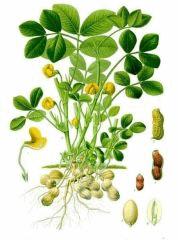 Arachis hypogaea   Köhler–s Medizinal Pflanzen 163