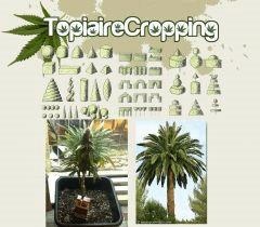topiaire cannabique / palmier