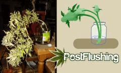post flushing ,  fast flush [ rinçage cannabis ]