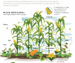 milpa