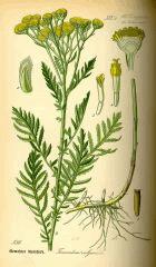 Tanacetum vulgare