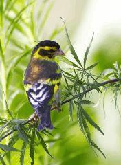 happy bird