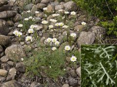 Tanacetum cinerariifolium